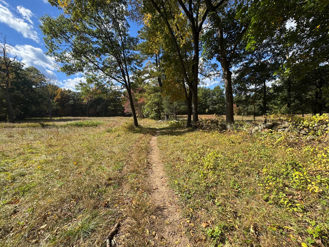 A narrow footpath through a Barber Reservation meadow, beside an old stone wall and tall trees