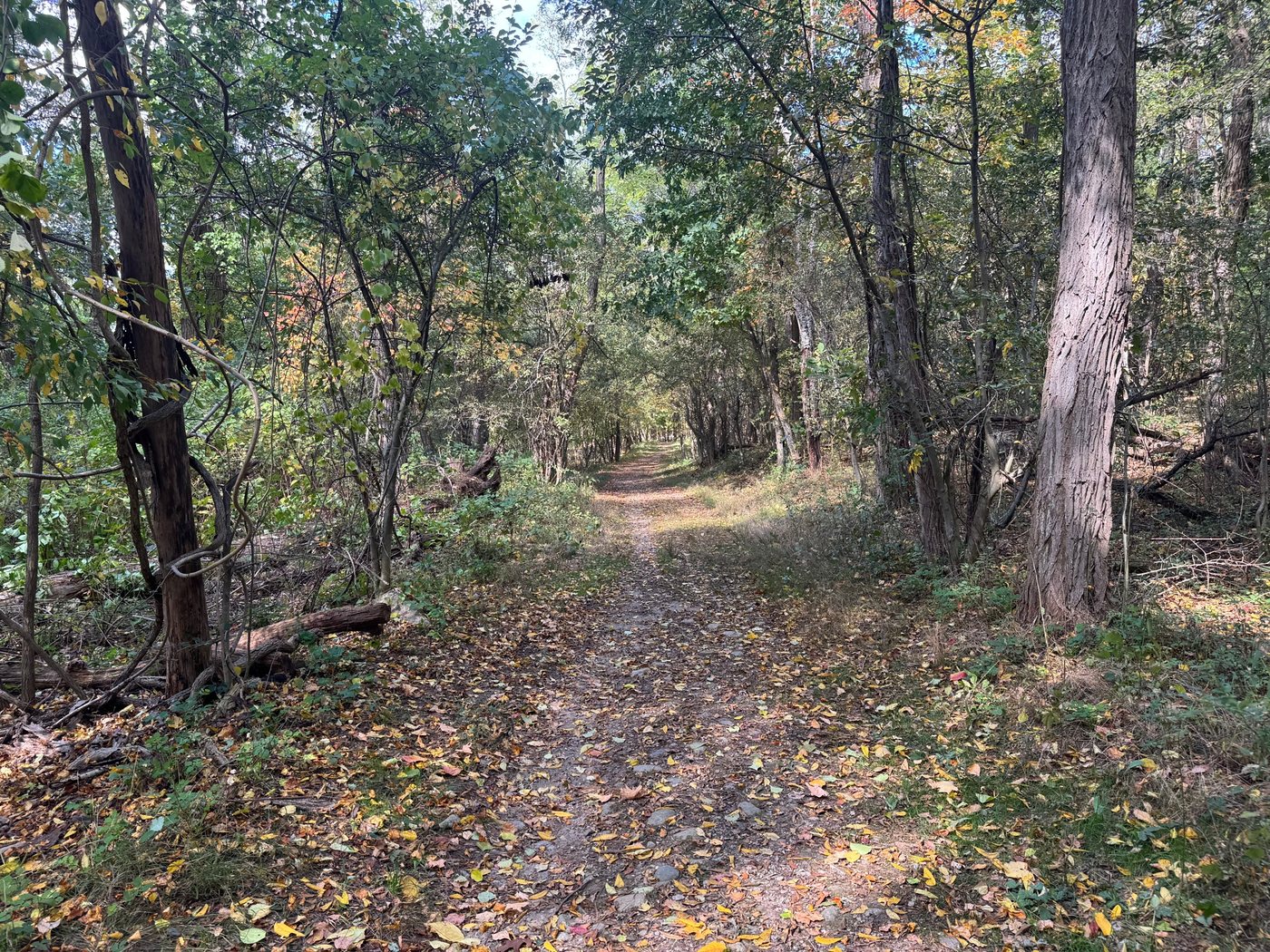 A wide, leaf-covered woods trail at Barber Reservation, lined with trees