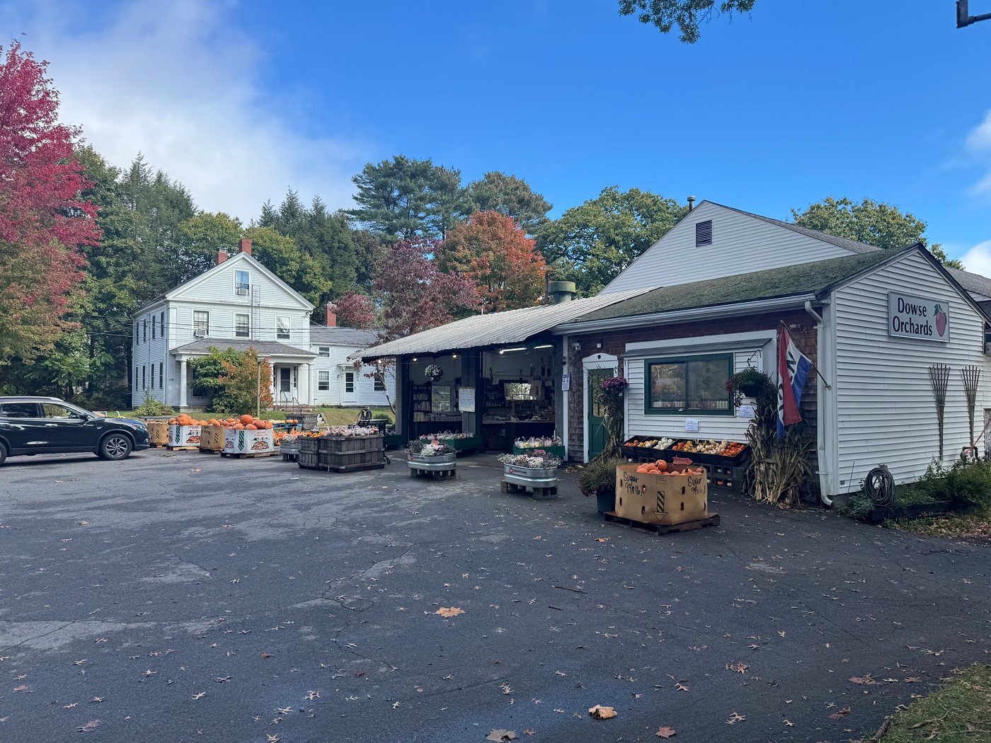 The Dowse Orchards farm stand on North Main Street, with its open market shed, pumpkins, mums, and bins of produce out front under fall trees