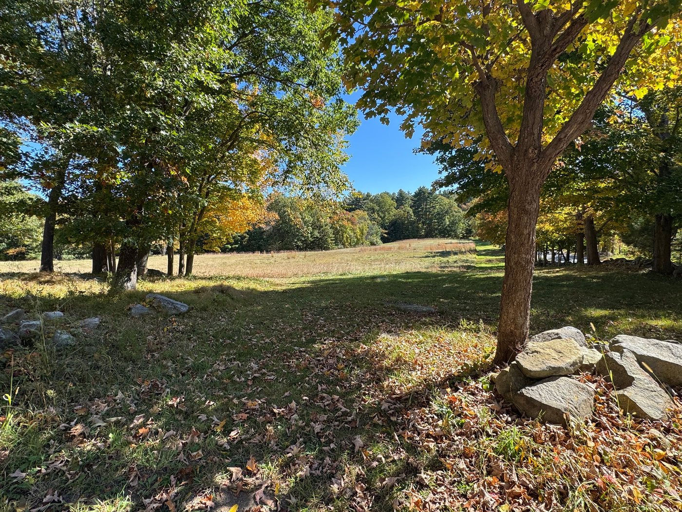 Hopestill Reservation’s open meadow seen from under maples in fall, with a stone wall and fallen leaves in the foreground