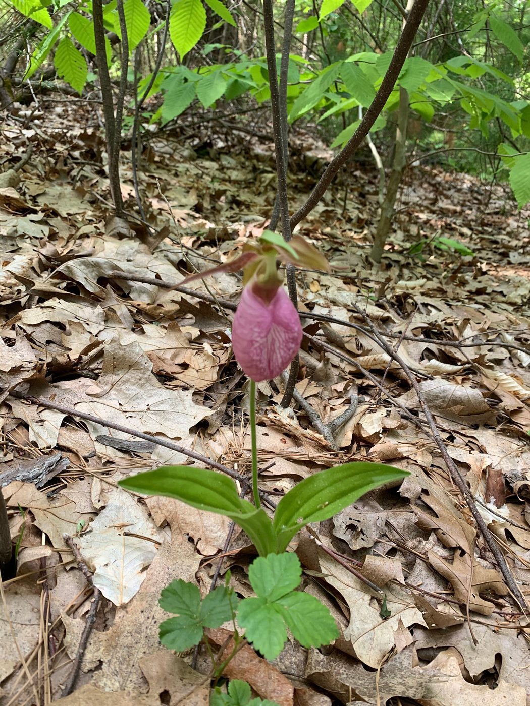 A pink lady’s slipper beside a woodland trail
