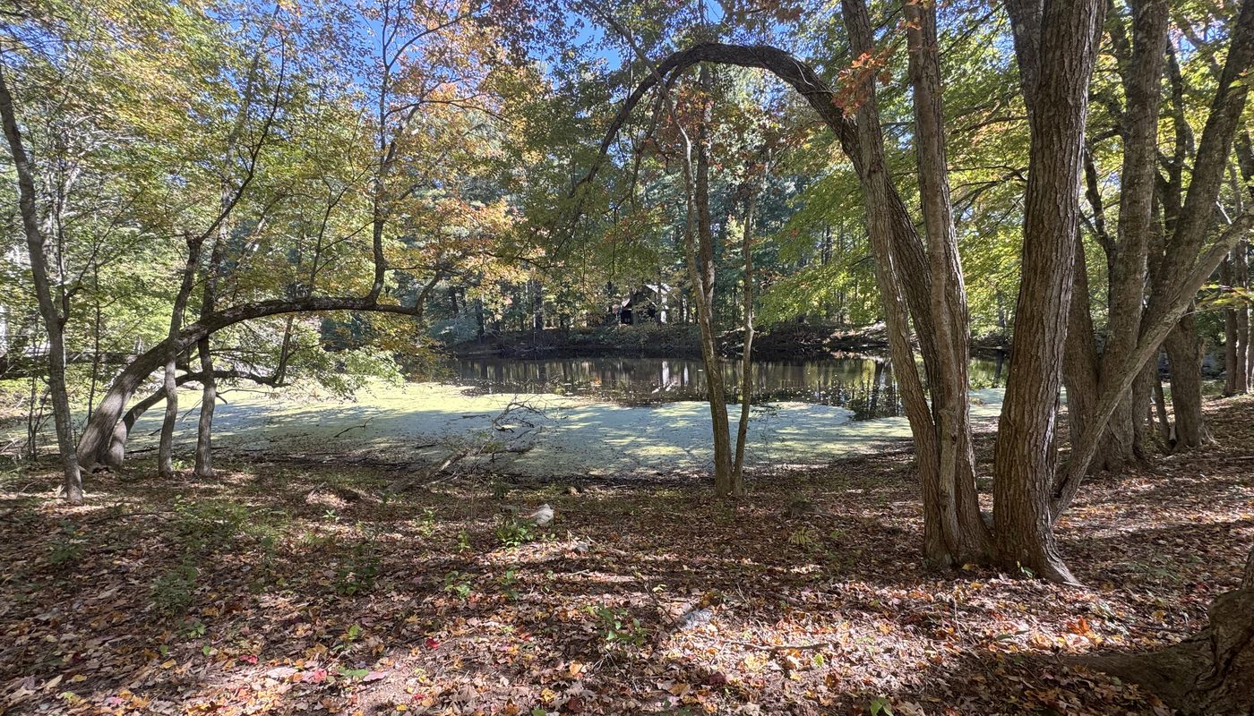 Leland Mill Pond seen through arching trees in fall, with green duckweed along the near shore