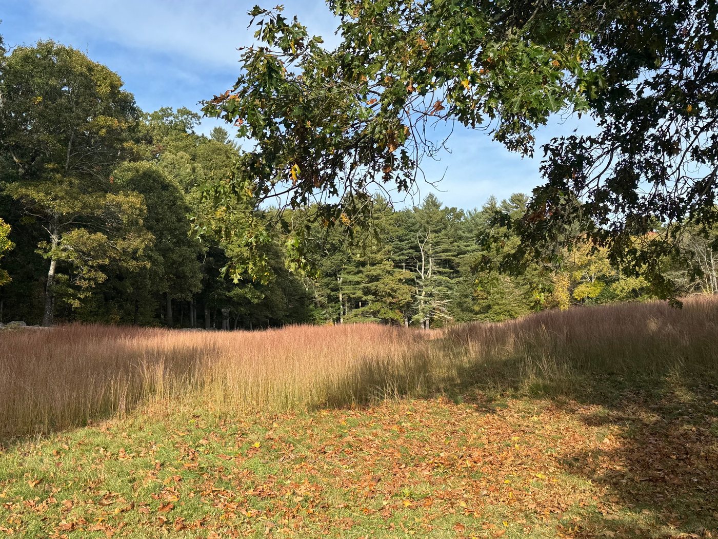 Tall golden grass in a Rocky Narrows meadow, edged by pines and oaks