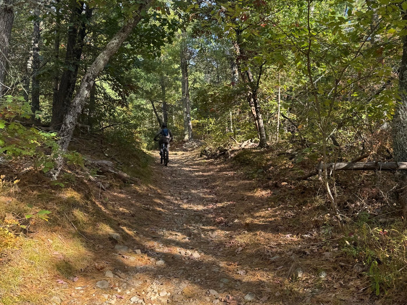 A mountain biker riding up a wide, rocky trail through the woods at Rocky Narrows