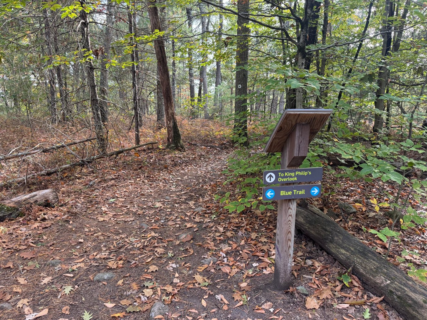 A trail sign in the woods pointing to King Philip’s Overlook and the Blue Trail
