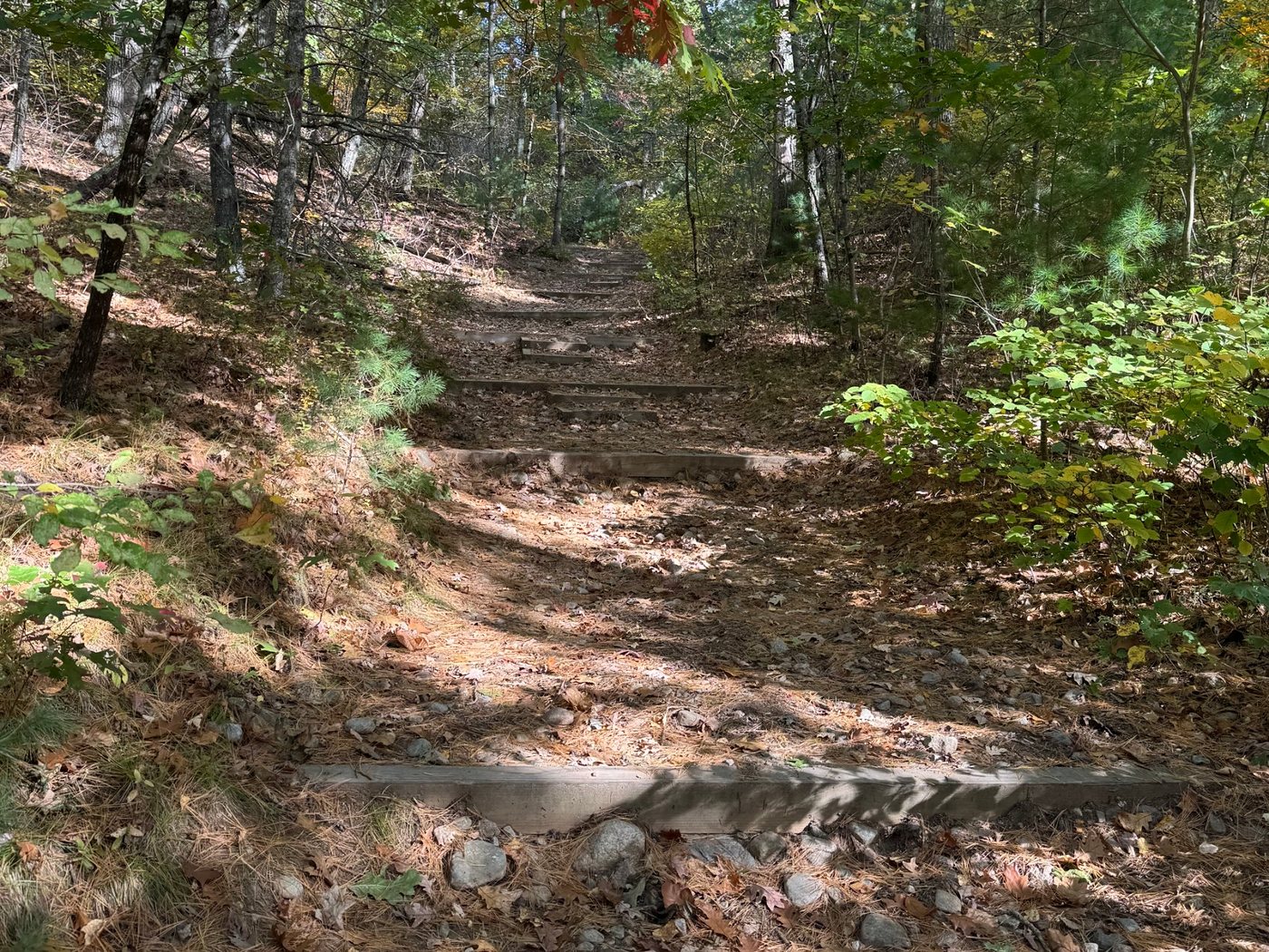 Timber steps climbing a wooded trail at Rocky Narrows, with red oak leaves overhead