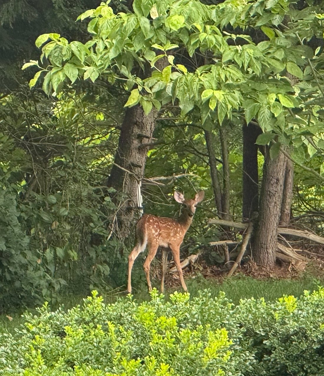 A spotted fawn standing among the trees at the edge of a Sherborn yard in summer