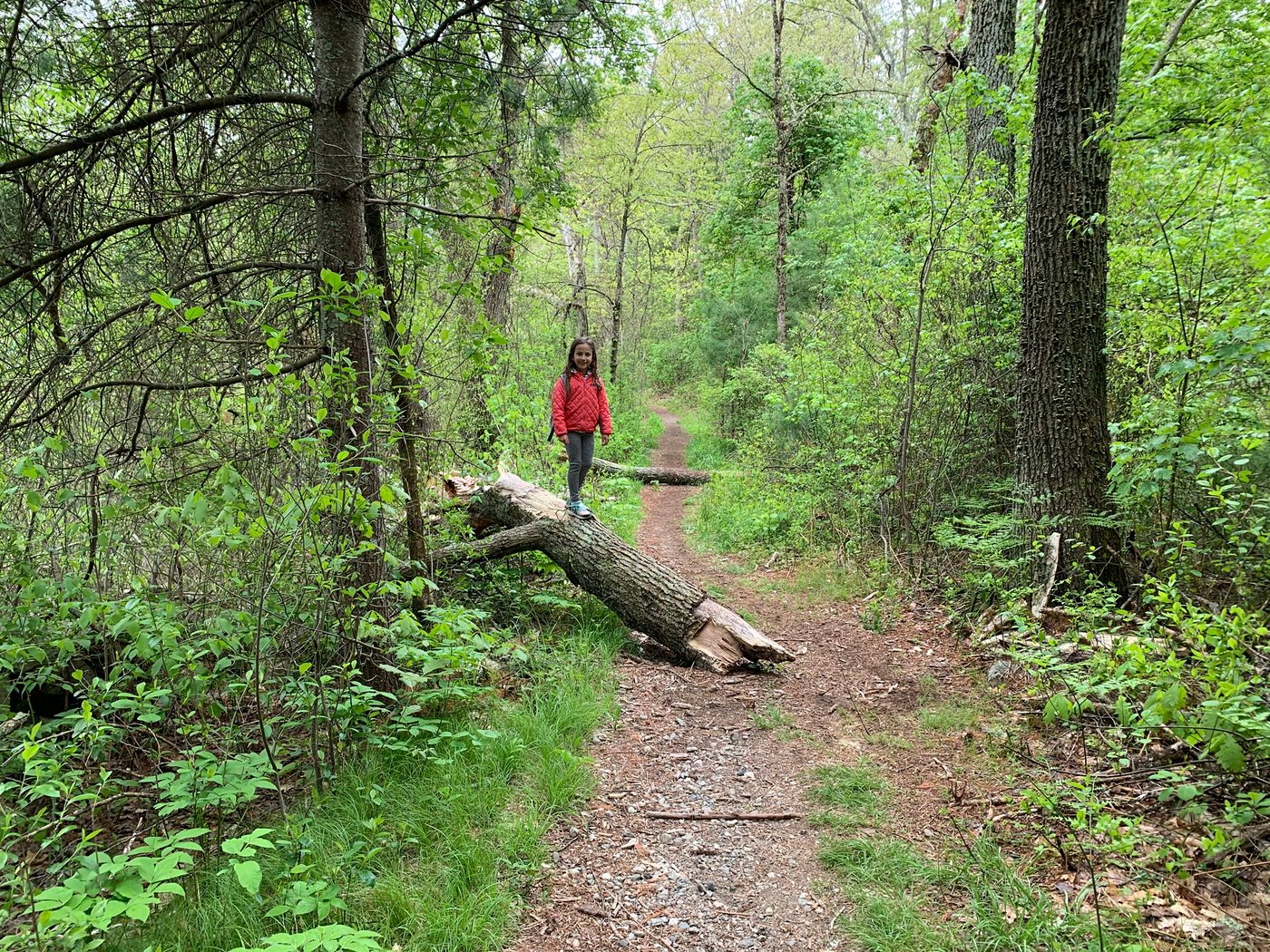 A child standing on a fallen log beside a green woodland trail in spring