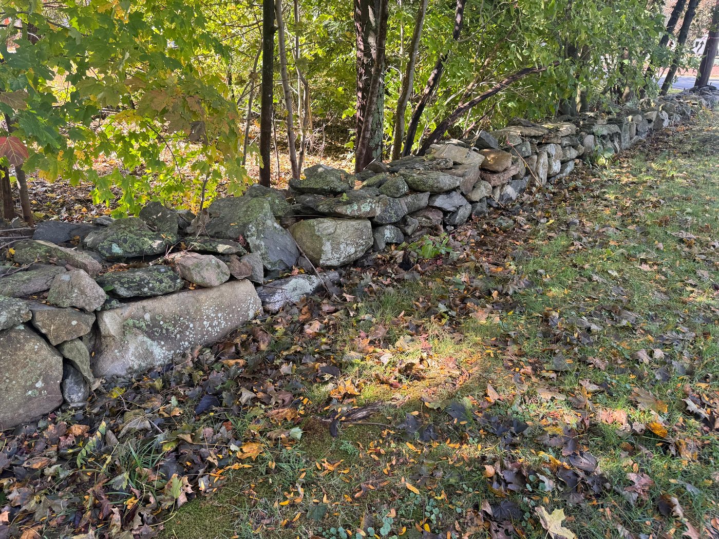 Close-up of an old fieldstone wall in Sherborn, its stones spotted with pale green lichen and moss, beside a grassy lawn scattered with fall leaves
