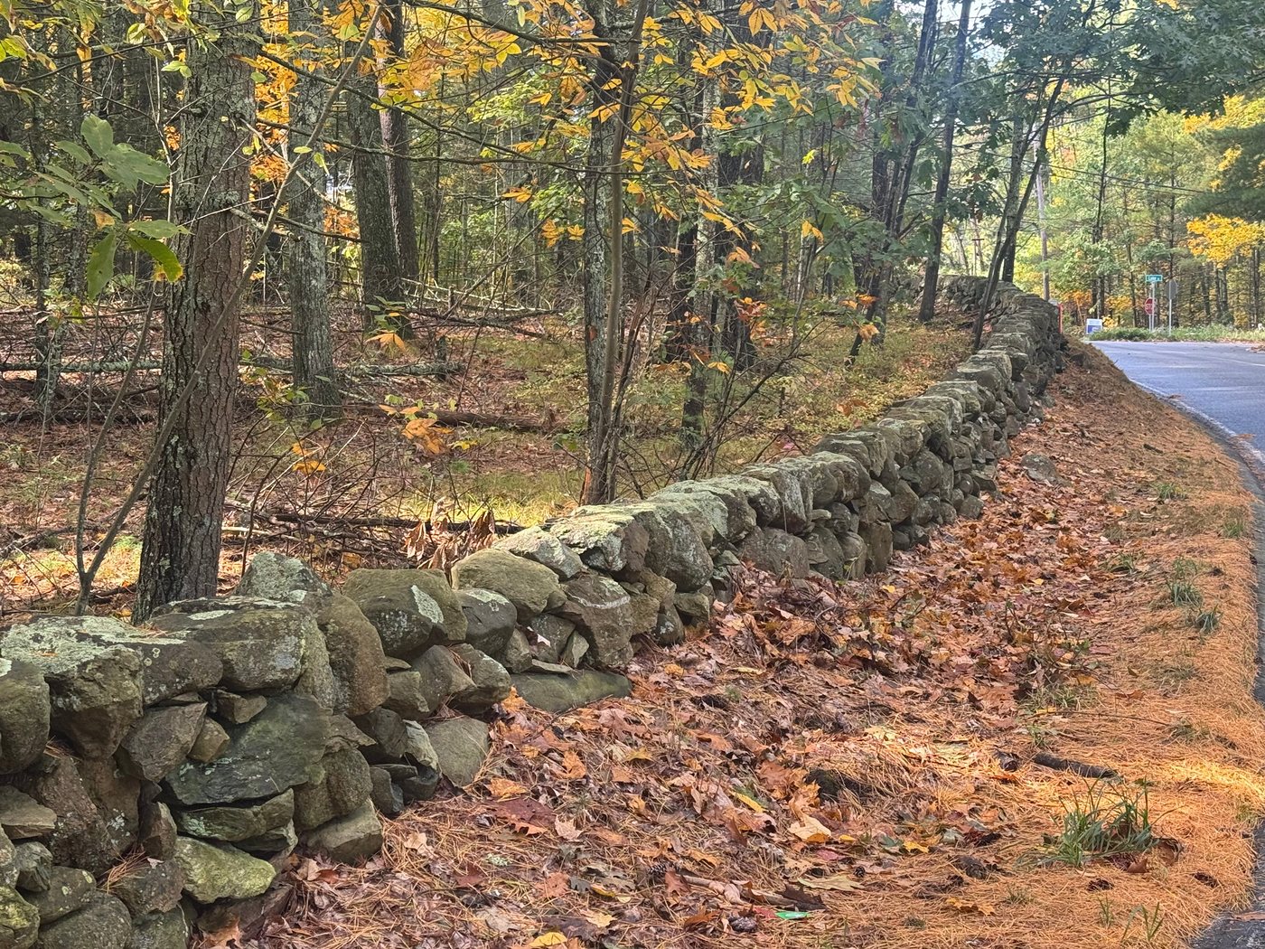 A long fieldstone wall following the curve of a Sherborn road through fall woods, with pine needles and leaves along the shoulder