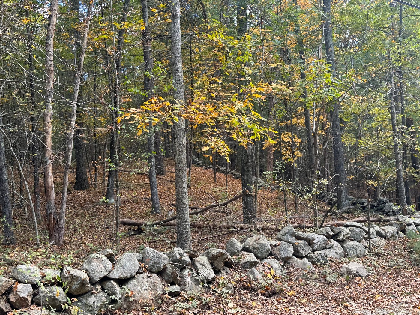 An old fieldstone wall running through fall woods in Sherborn, with yellow leaves overhead and a second wall winding uphill behind it