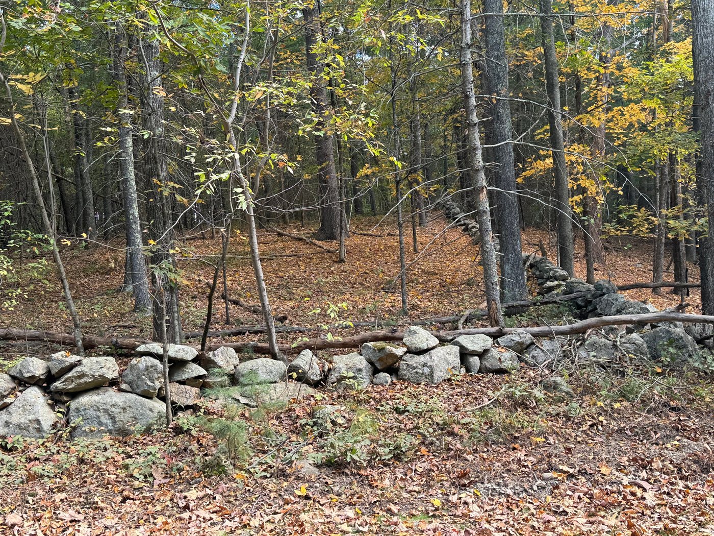 An old fieldstone wall running through fall woods in Sherborn, with leaves covering the ground