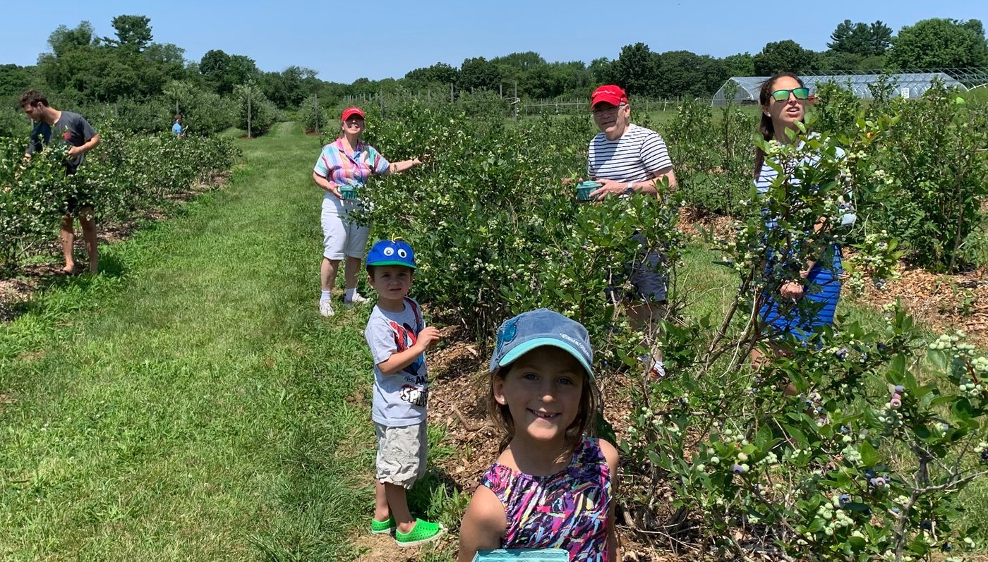 Families picking blueberries between rows of bushes on a sunny summer day
