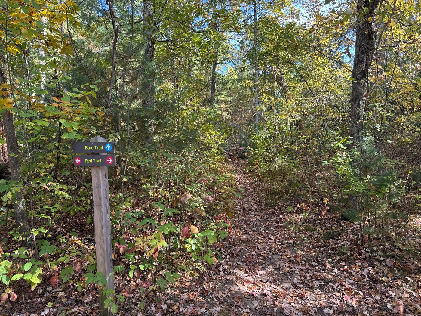 A wooden trail post with Blue Trail and Red Trail signs at a junction in the Sherborn Town Forest, with a leaf-covered path leading into fall woods