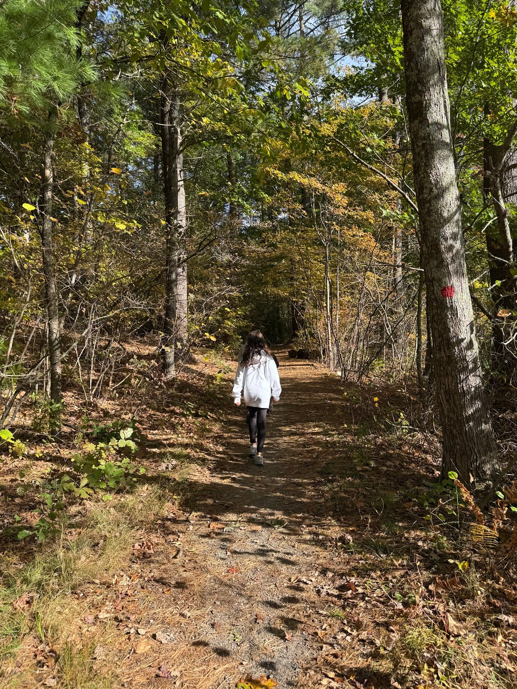 A child in a white sweatshirt walking away from the camera on a wide, sunlit Town Forest trail, past a tree with a red trail marker
