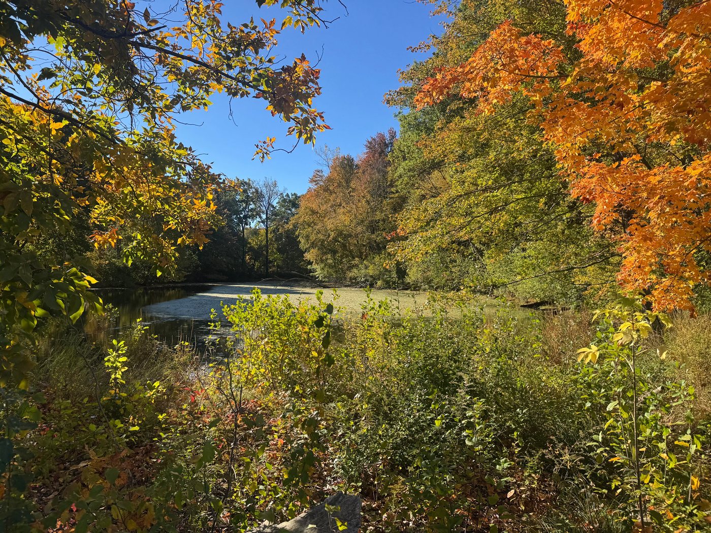 Ward Parks Pond in fall, its still water edged with shrubs and framed by orange and gold maples